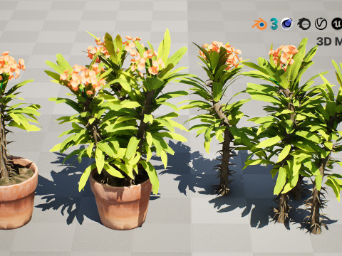 Euphorbia Milii 3D Модель