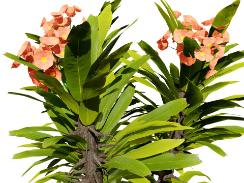 Euphorbia Milii 3D Модель