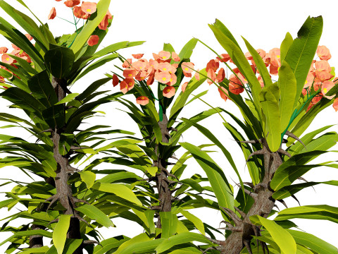 Euphorbia Milii 3D Модель