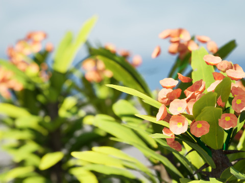 Euphorbia Milii 3D Модель
