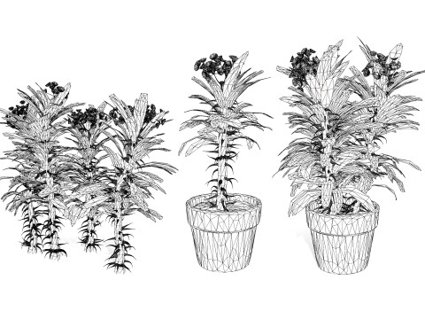 Euphorbia Milii 3D Модель