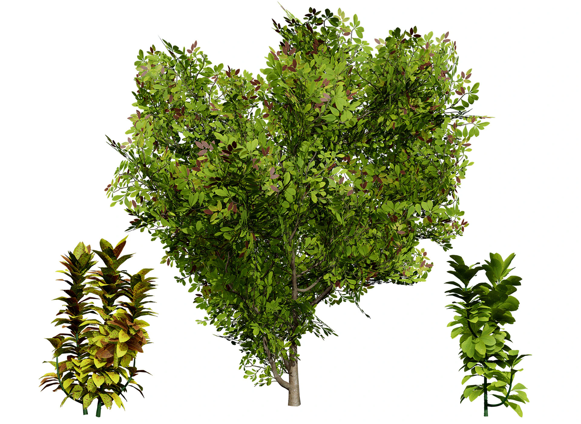 African Milk Bush 3D Model .c4d .max .obj .3ds .fbx .stl .blend 