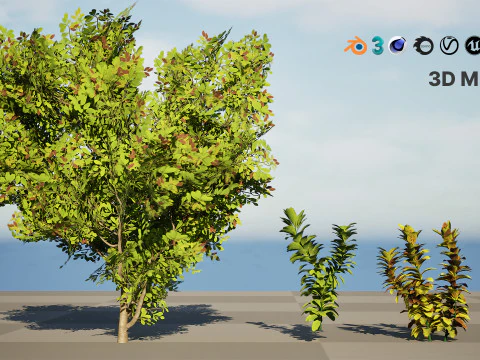 African Milk Bush 3D Model