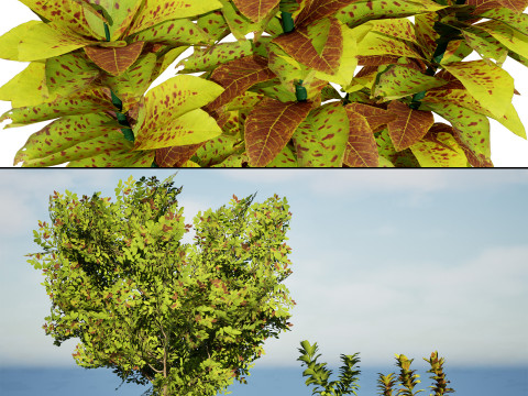 African Milk Bush Model 3D