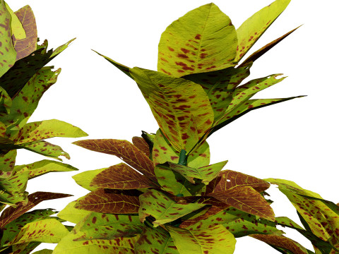 African Milk Bush Model 3D