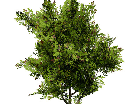 African Milk Bush Model 3D