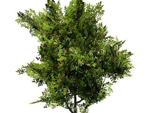 African Milk Bush 3D Model