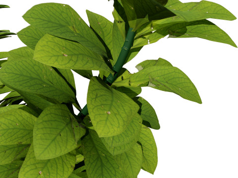 African Milk Bush Model 3D