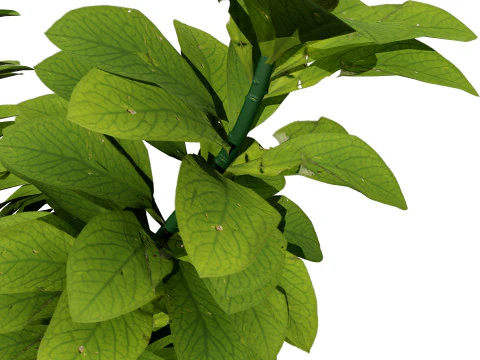 African Milk Bush 3D Model