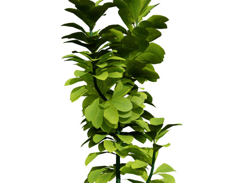 African Milk Bush Model 3D
