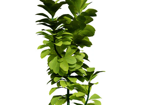 African Milk Bush 3D Model