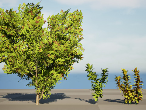 African Milk Bush Model 3D