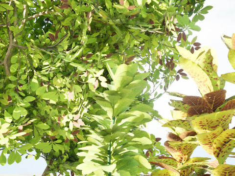 African Milk Bush Model 3D