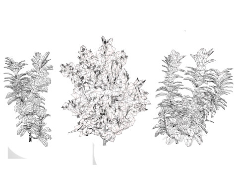 African Milk Bush Model 3D