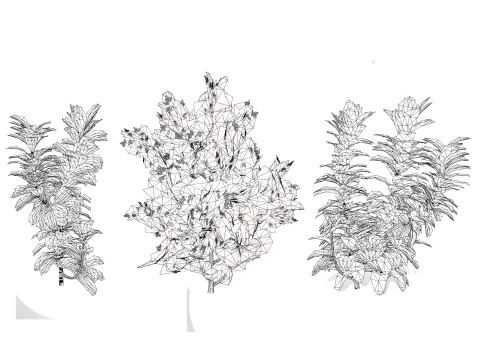 African Milk Bush 3D Model
