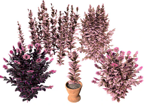 ドリームダズラー低木 3Dモデル