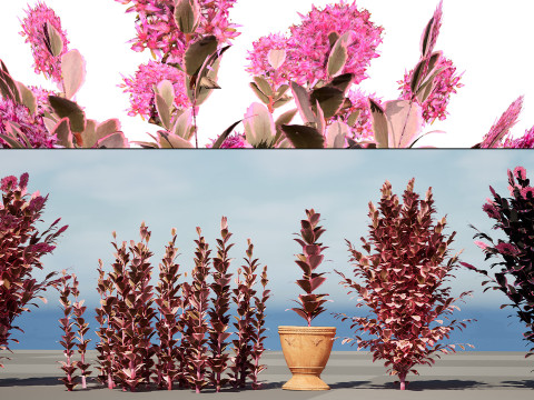 Dream Dazzler Shrub Modello 3D