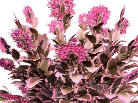 Dream Dazzler Shrub Modello 3D