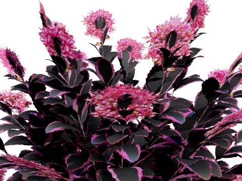 Dream Dazzler Shrub Modello 3D