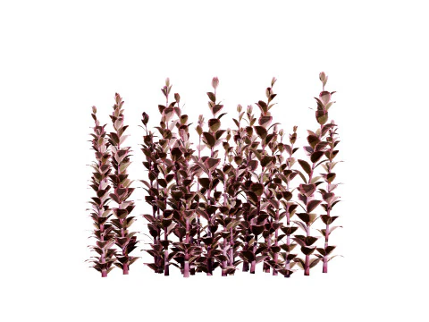 Dream Dazzler Shrub 3D Model