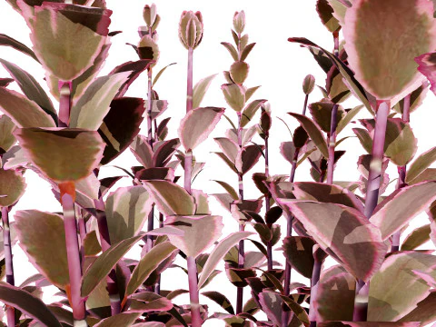 Dream Dazzler Shrub 3D Model