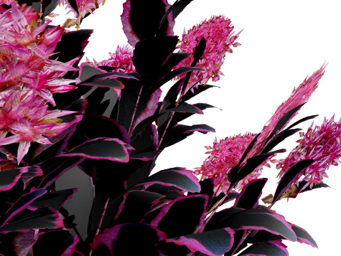 Dream Dazzler Shrub Modello 3D
