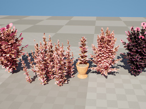 Dream Dazzler Shrub Modello 3D