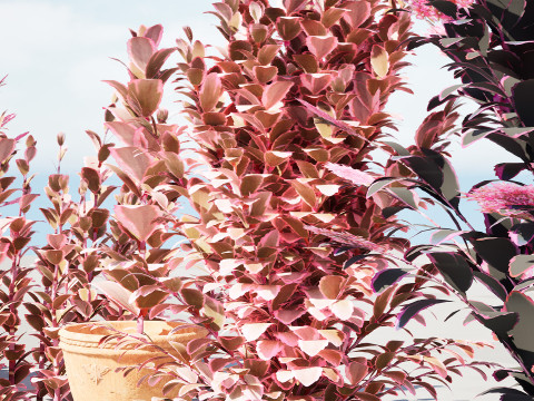 Dream Dazzler Shrub Modello 3D