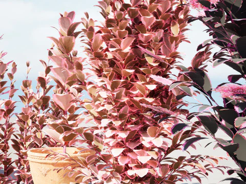 Dream Dazzler Shrub 3D Model