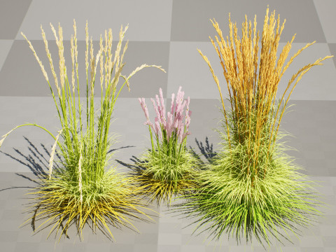 Karl Foerster Feather Reed Grass 3D 模型