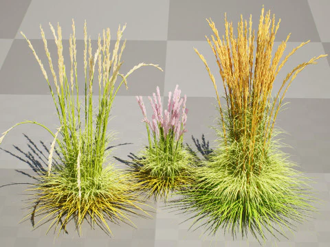 Karl Foerster Feather Reed Grass 3D Model