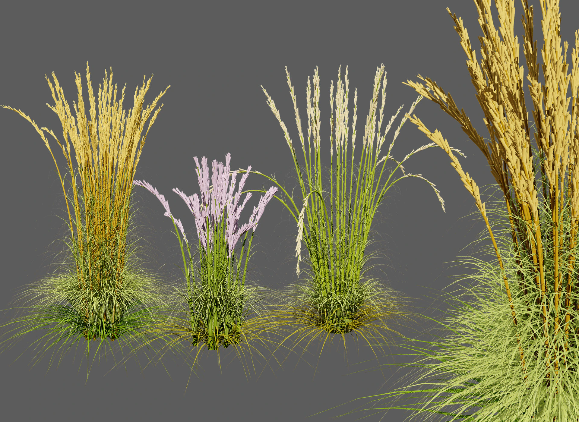 Karl Foerster Feather Reed Grass 3D Model .c4d .max .obj .3ds .fbx .stl .blend 
