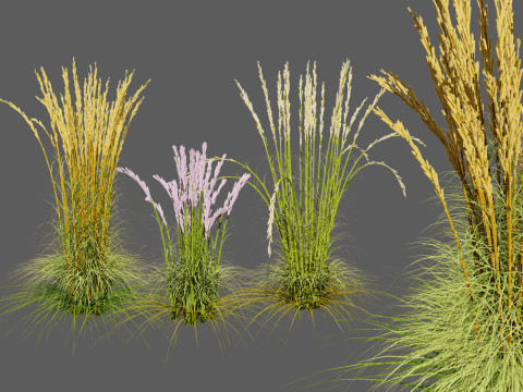Karl Foerster Feather Reed Grass Modello 3D