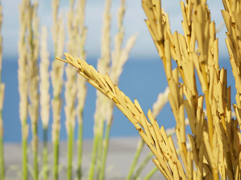 Karl Foerster Feather Reed Grass 3D Model