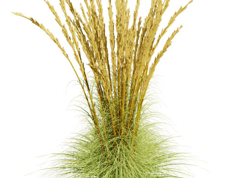 Karl Foerster Feather Reed Grass 3D Model