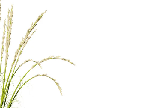 Karl Foerster Feather Reed Grass 3D Model