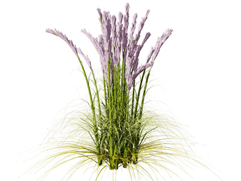 Karl Foerster Feather Reed Grass 3D 模型