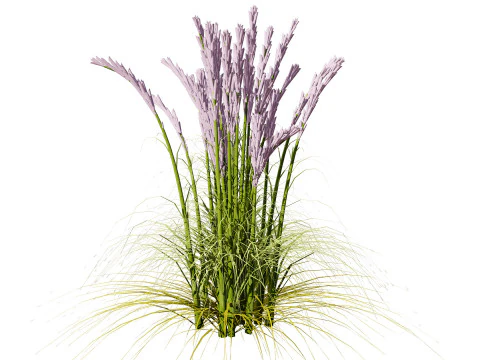 Karl Foerster Feather Reed Grass 3D Model