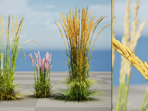 Karl Foerster Feather Reed Grass 3D Model