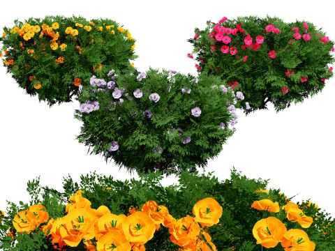 Cameo Flowering Quince Bush 3D Model