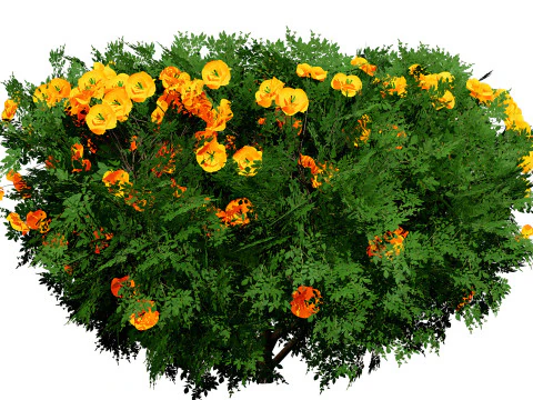Cameo Flowering Quince Bush 3D Model