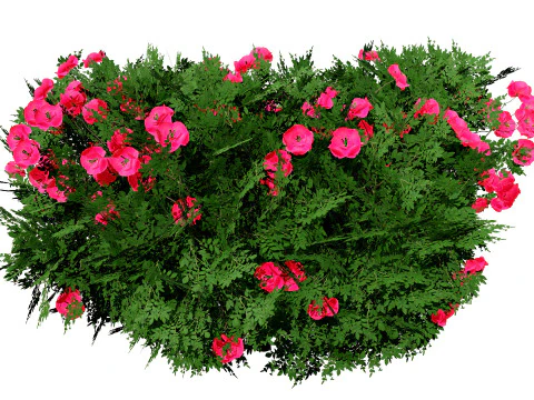 Cameo Flowering Quince Bush 3D Model
