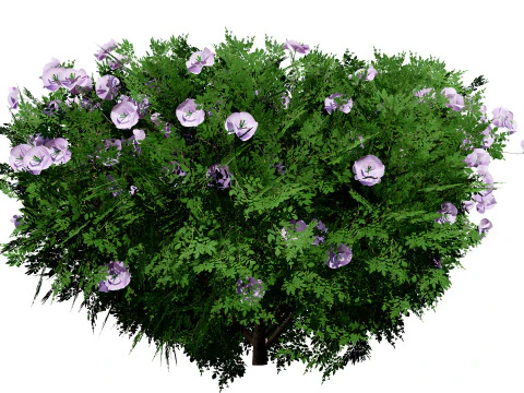 Cameo Flowering Quince Bush 3D Model