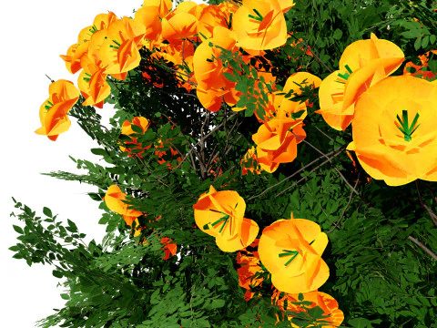 Cameo Flowering Quince Bush 3D Model