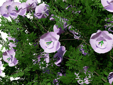 Cameo Flowering Quince Bush 3D Model