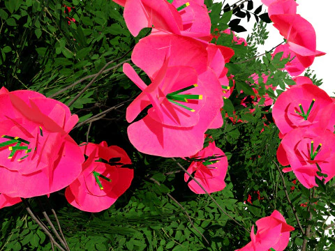 Cameo Flowering Quince Bush 3D Model