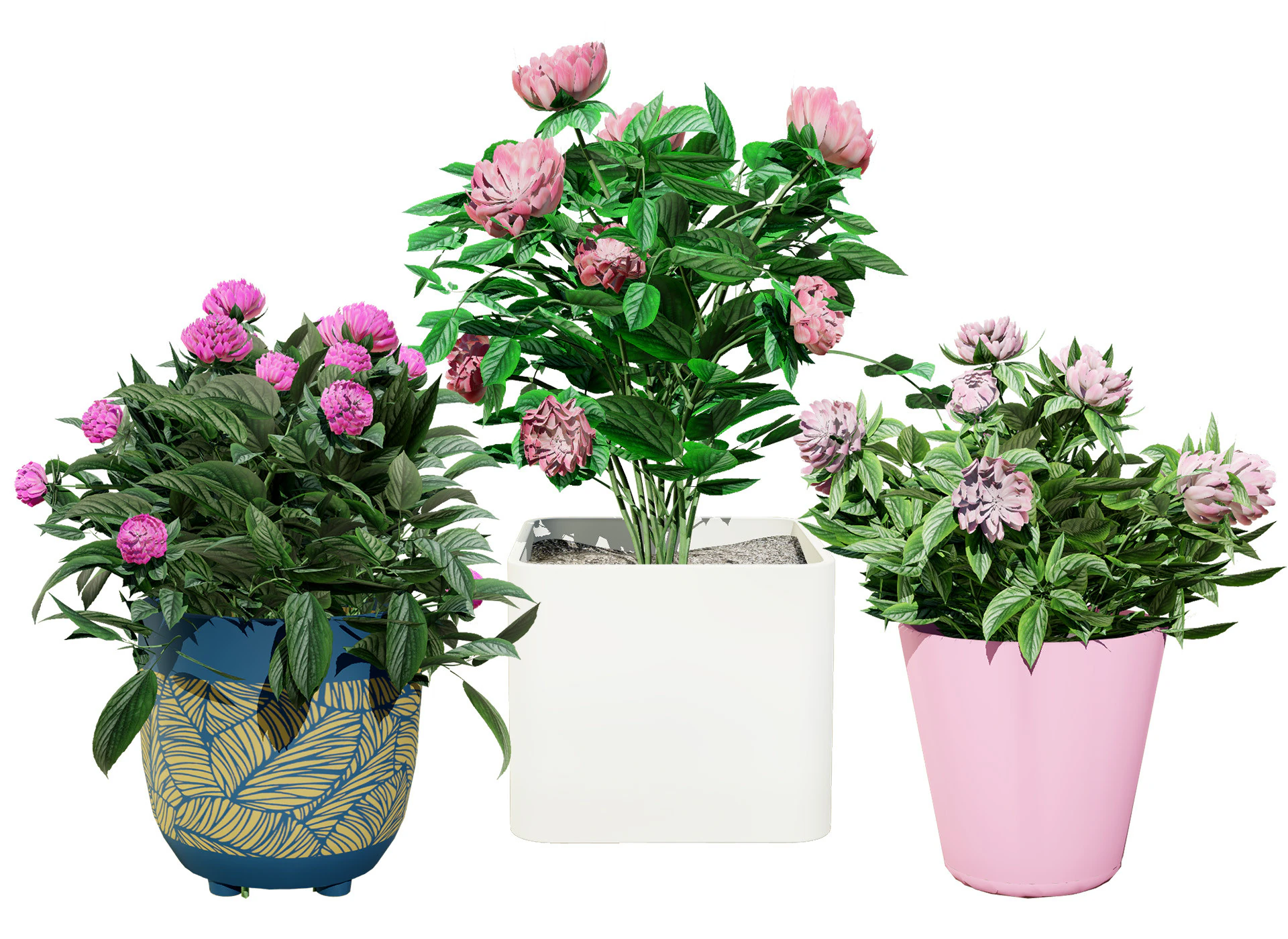 Pink Peony Trio 3D Model .c4d .max .obj .3ds .fbx .stl .blend 