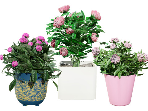 Pink Peony Trio Modello 3D