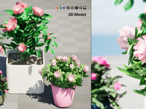 Pink Peony Trio 3D Model