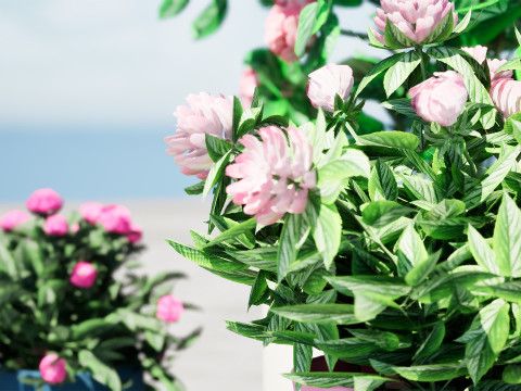 Pink Peony Trio Model 3D